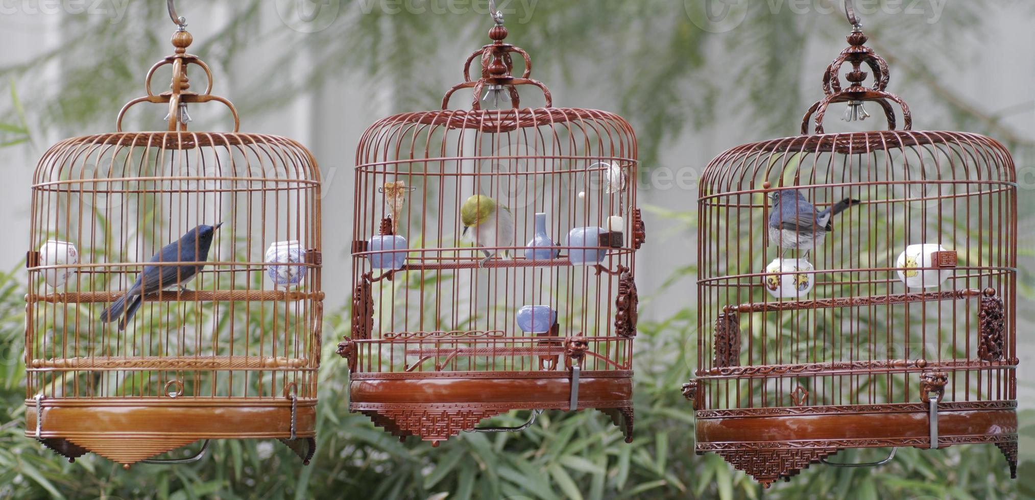 Crea un ambiente acogedor con jaulas decorativas para pájaros
