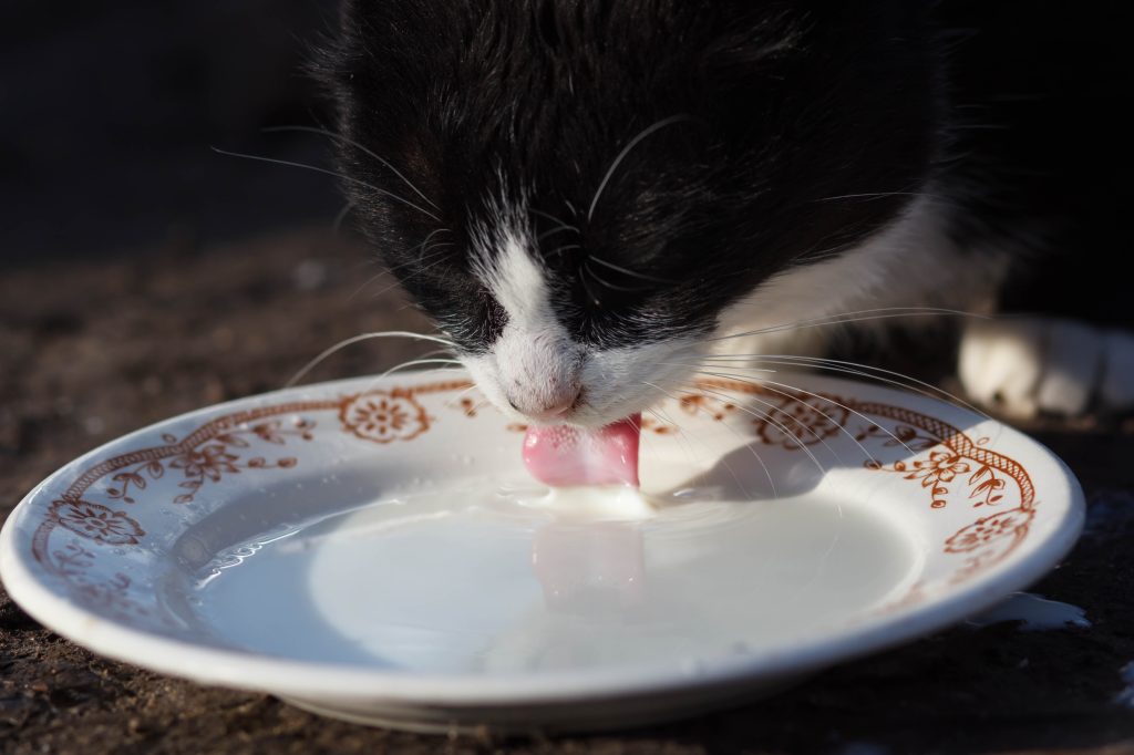 Ventajas de alimentar a tu gato con leche