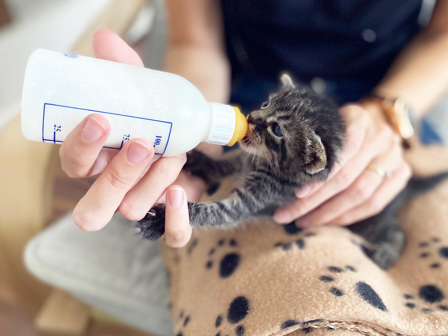 Precauciones al alimentar a tu gato con leche
