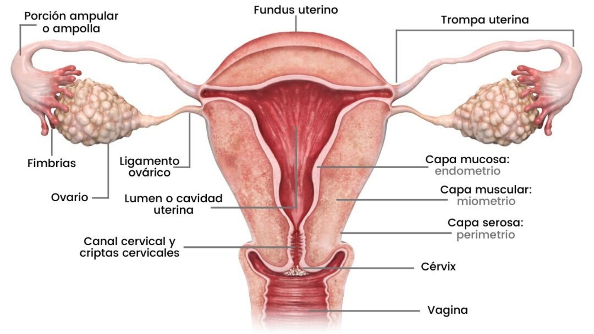 información sobre conocer la anatomía femenina