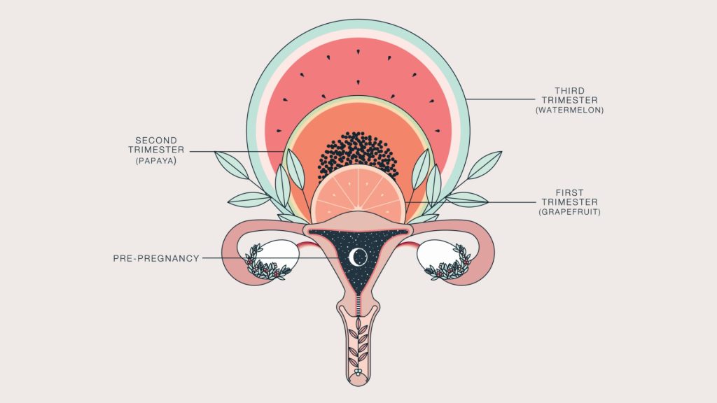 la importancia de conocer la anatomía femenina