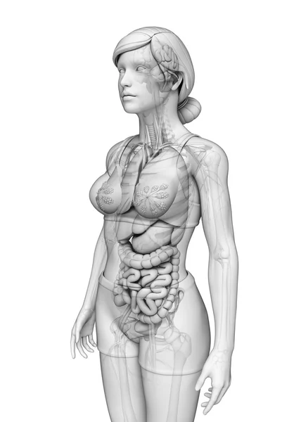 por qué deberías conocer la anatomía femenina